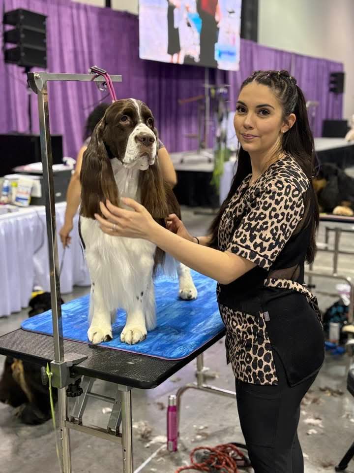 Ashleigh Lopez grooming a beautiful dog at a professional competition